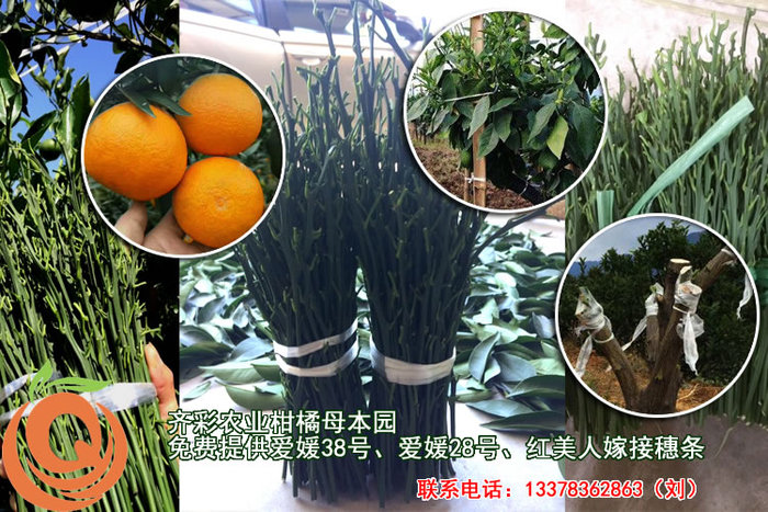 爱媛38号嫁接穗条
